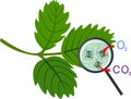 Scheme of plant respiration and stomatal complex of green leaf under magnifying glass